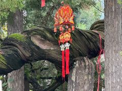 -东天目山风景区