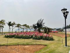 -野狸岛