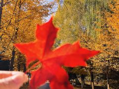 -长白岛森林公园