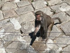 -哈尔滨北方森林动物园