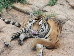 -西霞口神雕山野生动物世界