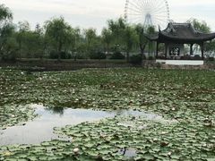 -无锡蠡湖国家湿地公园-蠡园