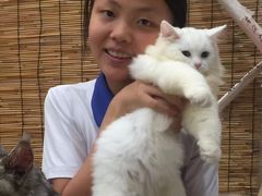 -楼上猫咖(罗湖店)