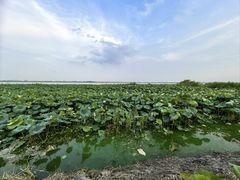 -七的湖·晚芳亭·阳澄湖农家菜·大闸蟹(莲花岛店)