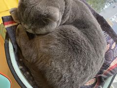 -猫在这儿猫咪咖啡馆·撸猫馆