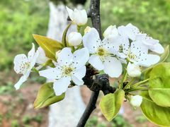-龙头寺公园