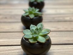 -Peet's 皮爷咖啡(陆家嘴中心店)