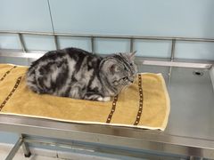 -中农大我爱我爱24h动物医院·中医针灸·猫专科·骨科医疗中心(双井店)