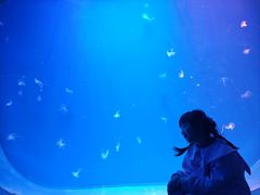 -芜湖新华联大白鲸海洋公园