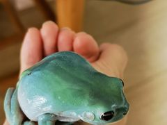 -酷以爬仙阁实体爬宠店·守宫·蜥蜴·专业繁育