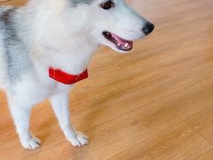 -Husky Go! 哈士奇体验馆·宠物咖啡厅狗咖