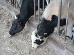 -瑞穗牧场