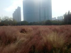 -艾溪湖湿地公园