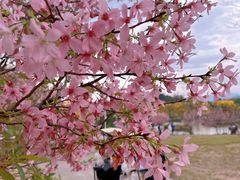 -天适樱花悠乐园