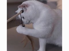 -猫腻·猫咖·撸猫馆(星光大道店)