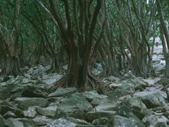 -深圳湾公园(南山区)