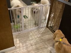 -百好乐宠物友好餐厅(朝外大街店)