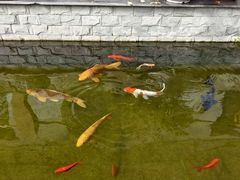 -燕北云山·农家菜·灶台鱼(密云溪翁庄店)