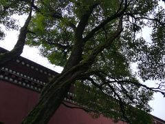 -塔尔寺菩提树