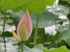 -荔湾湖公园