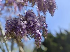 -蓬莱阁景区