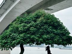 -武昌江滩