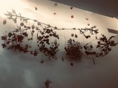 -尤加利咖啡馆