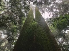 -天目山大树王景区