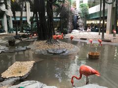 -白虎自助餐厅·真老虎·景观自助餐厅(广州长隆酒店)