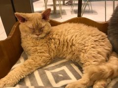 -more than meow吴止猫主题餐厅(承德 中船汇店)