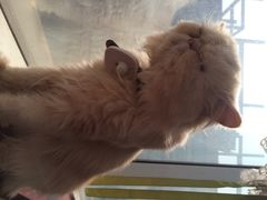 iphone_upload_pic-萌喵宠狗爱心宠咖