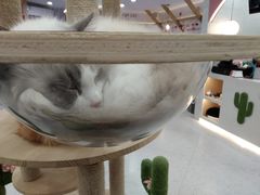 -喵园·猫主题咖啡厅·撸猫·猫咖(国贸店)