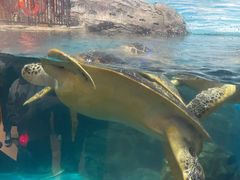 -海合安武汉极地海洋公园