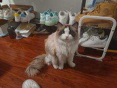 -爱洗澡的猫(望京店)