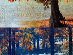 -贡湖湾湿地公园