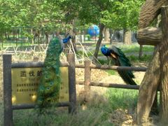 3-北京麋鹿生态实验中心
