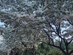-泰丰公园