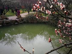 -香雪海