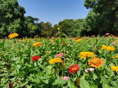 -上海共青森林公园