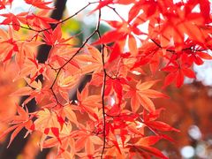 -花开海上生态园