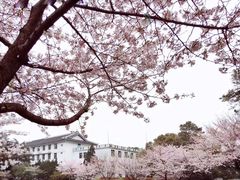 -武汉大学-樱园