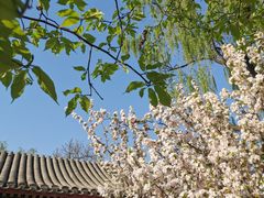 -海棠花溪(元大都城垣遗址公园)