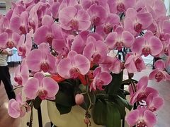 -顺峰·粤菜海鲜·早茶自助(阜成店)