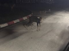 -清迈夜间动物园