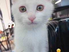 -小意思咖啡店(草桥店)