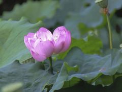 -陈家山荷花公园