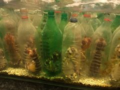 -Isla Sugbu Seafood City