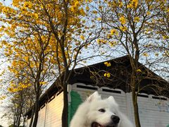 -天适樱花悠乐园