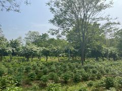 -合肥三国新城遗址公园