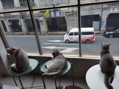 -猫儿山۰猫主题餐厅